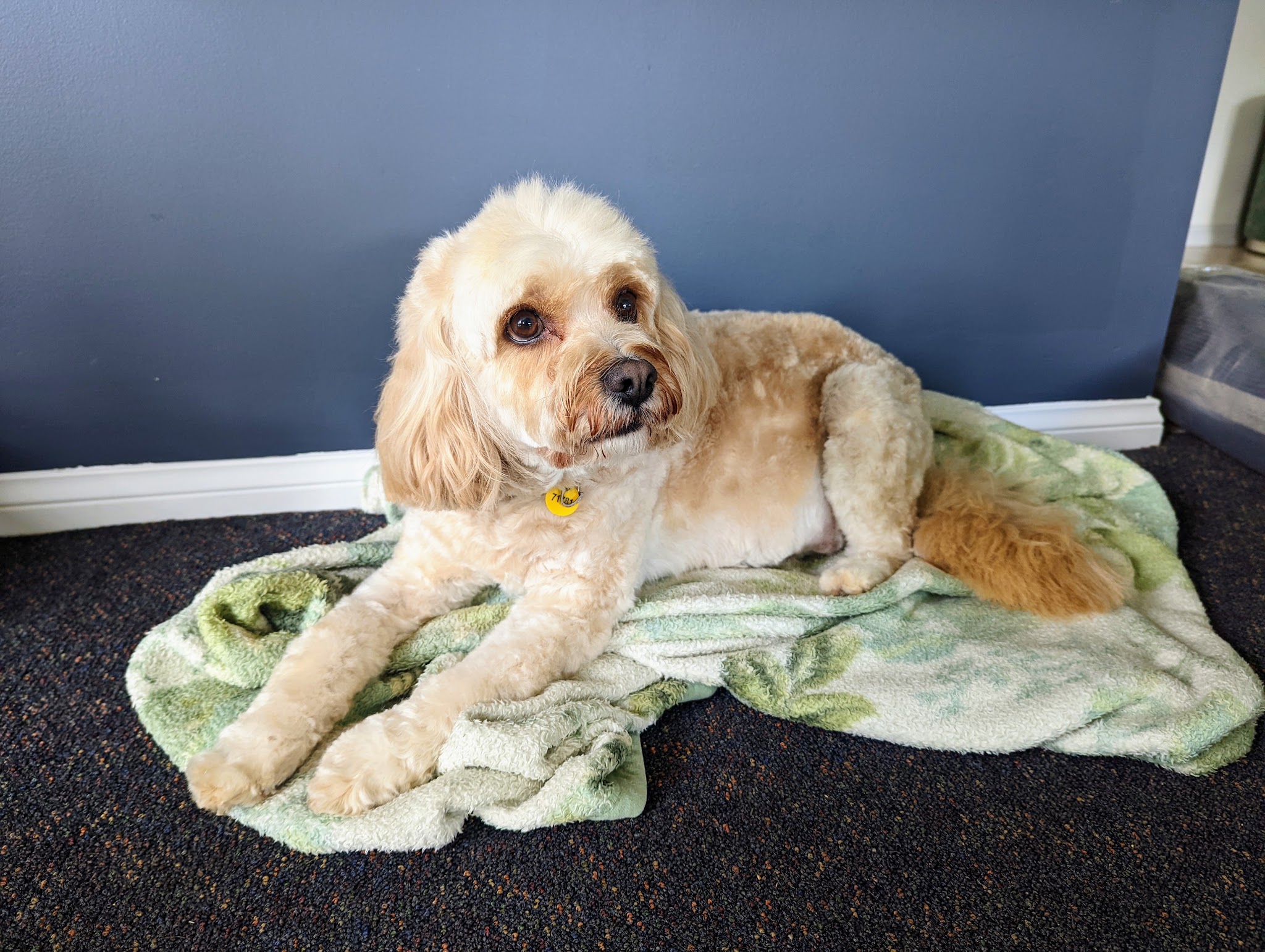 A freshly groomed cream cockapoo resting on a green blanket