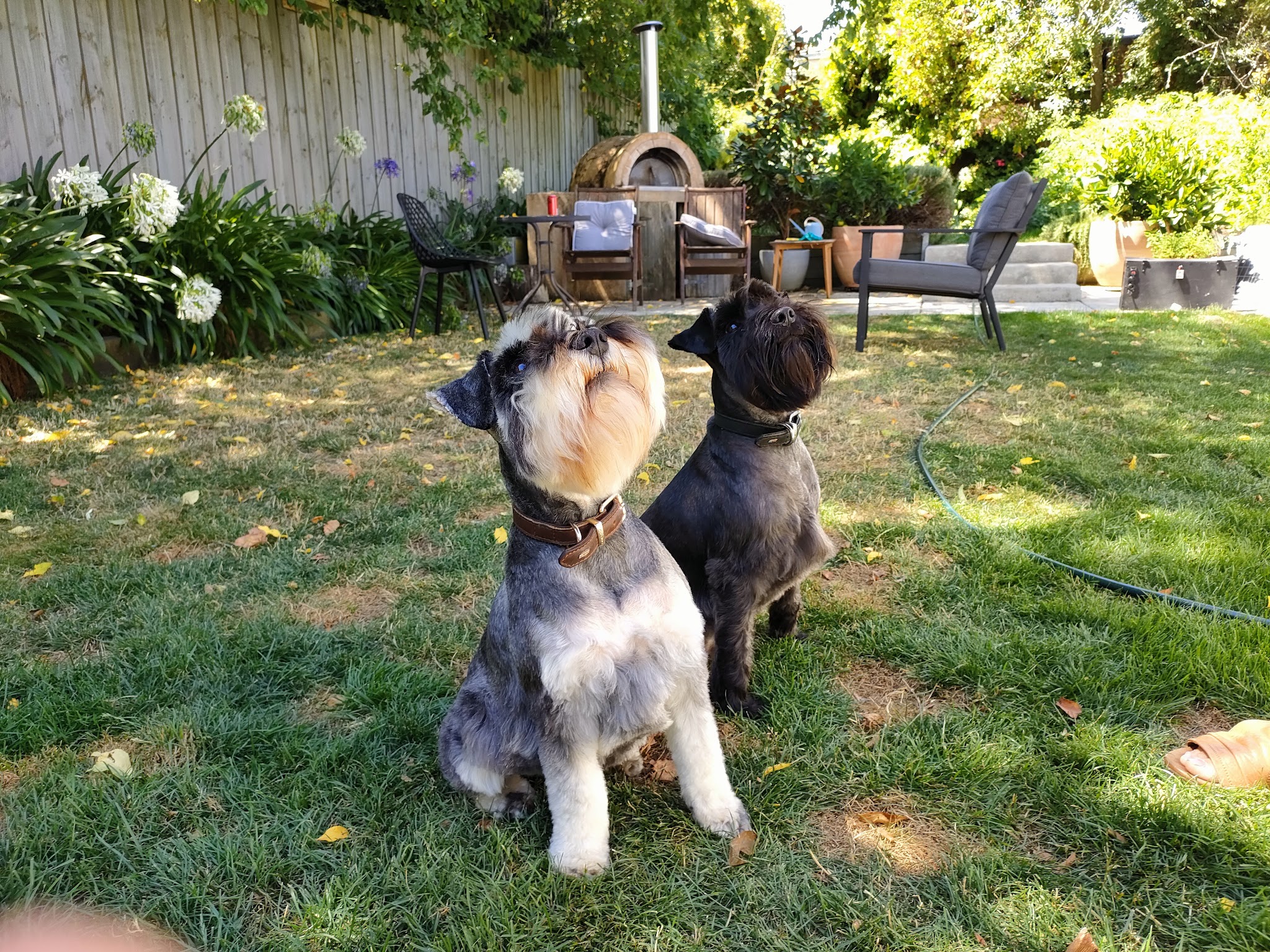Two freshly groomed schnauzers sitting side by side in a backyard