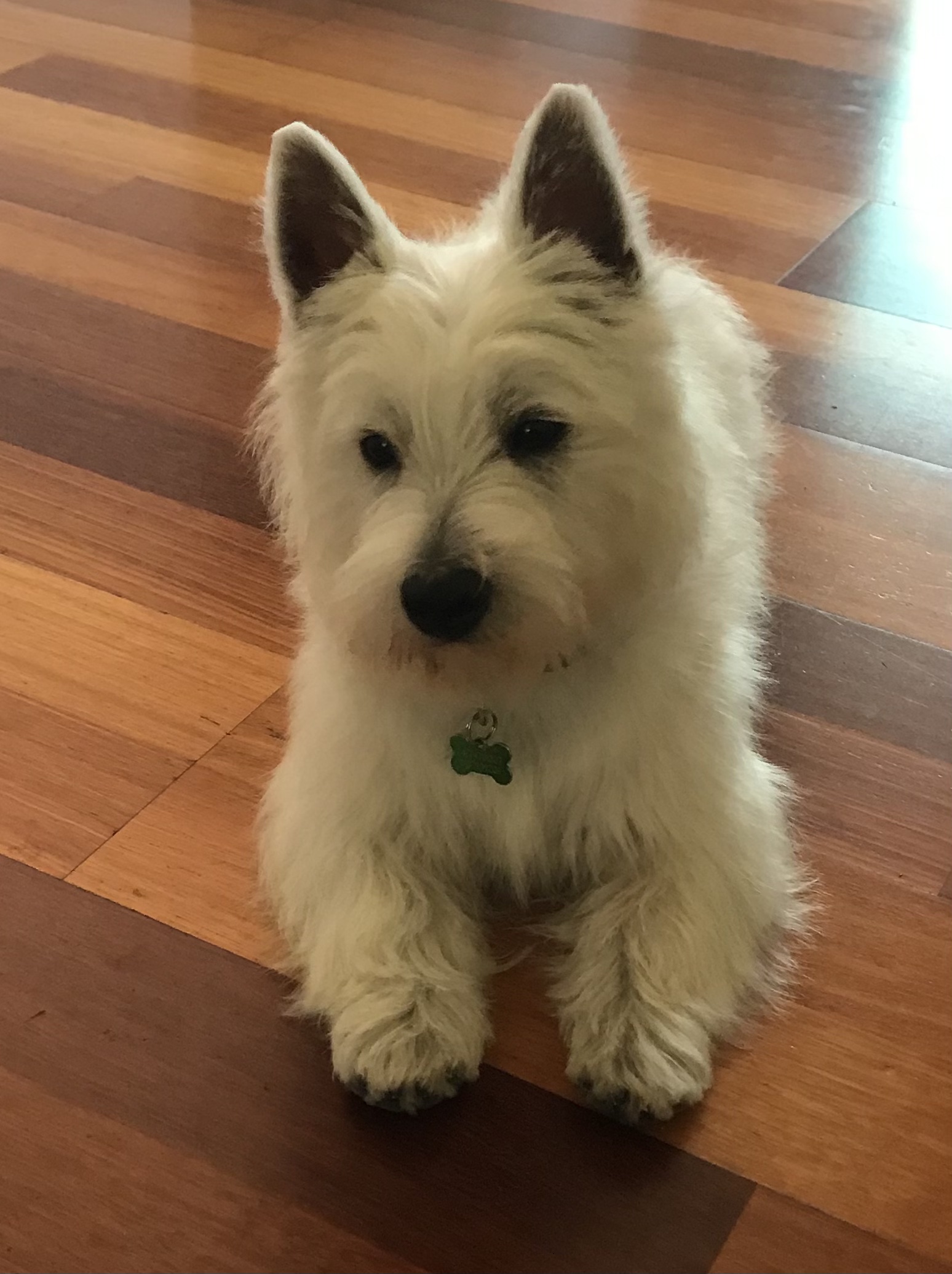 A freshly groomed white Westie standing on a wooden floor