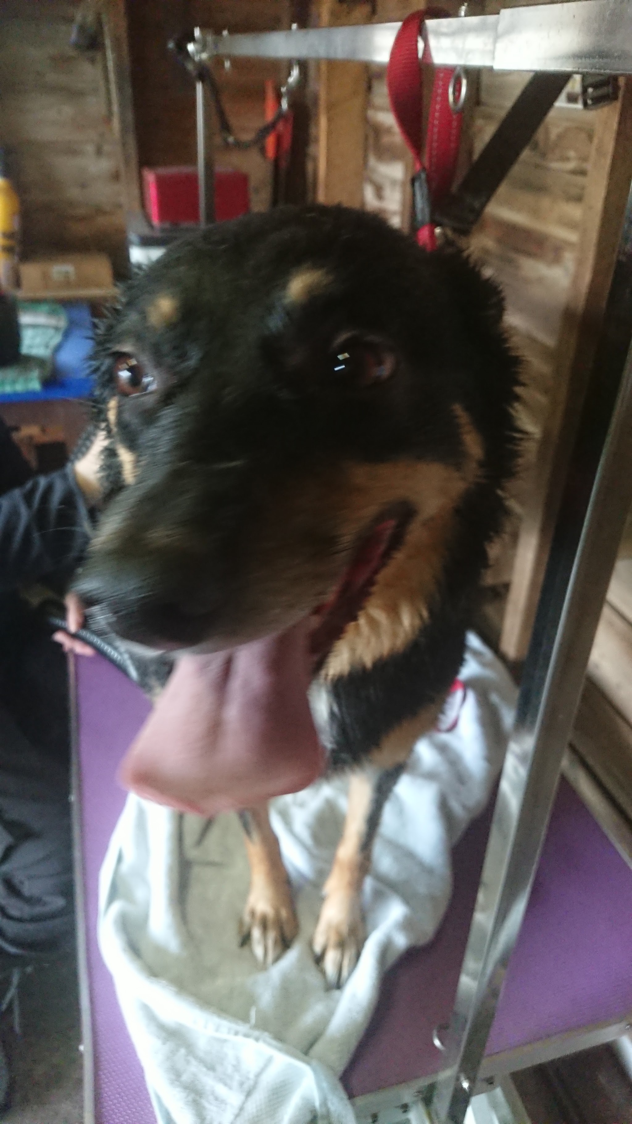 A happy black and tan dog on the grooming table, tongue out